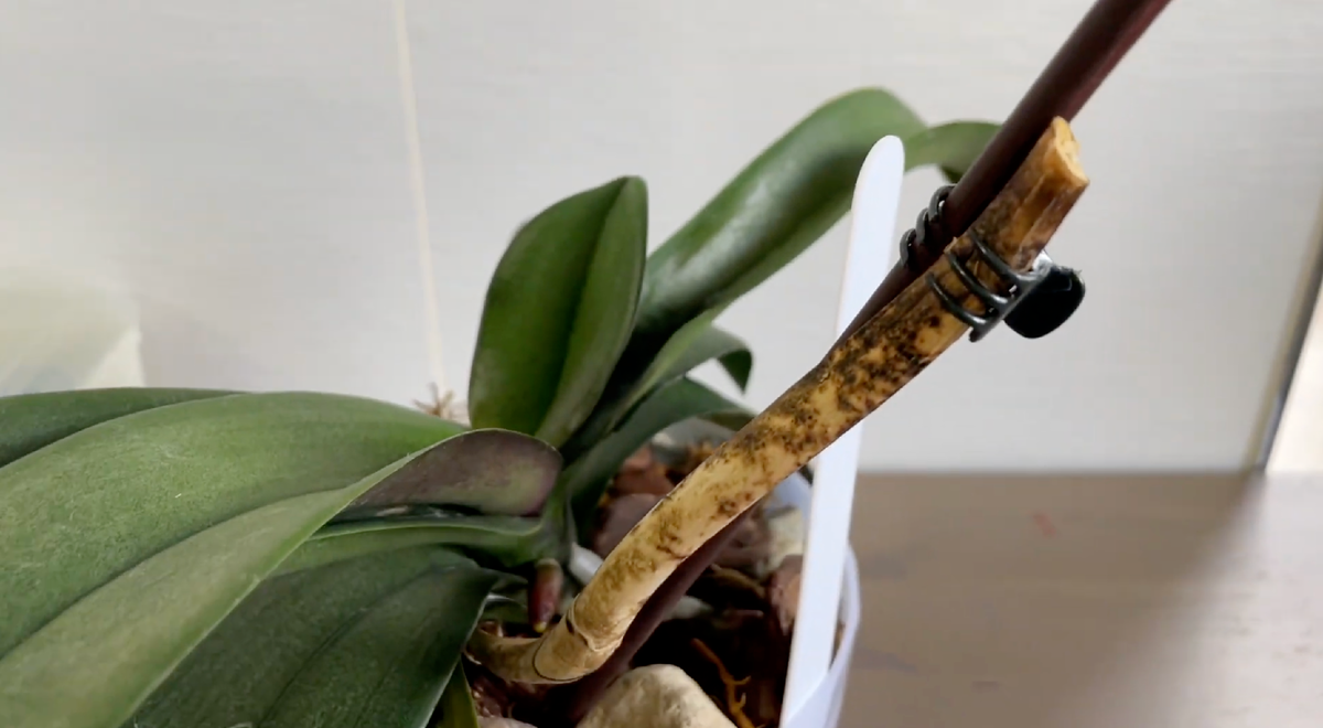 Очень плохой цветонос