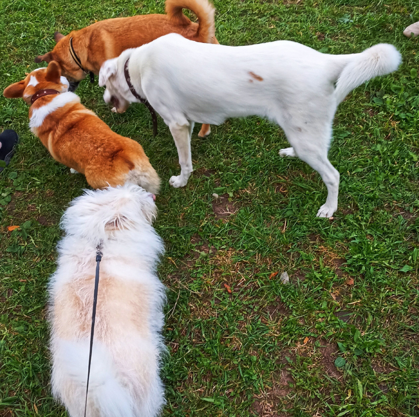 Скания и её друзья (здесь еще не все)