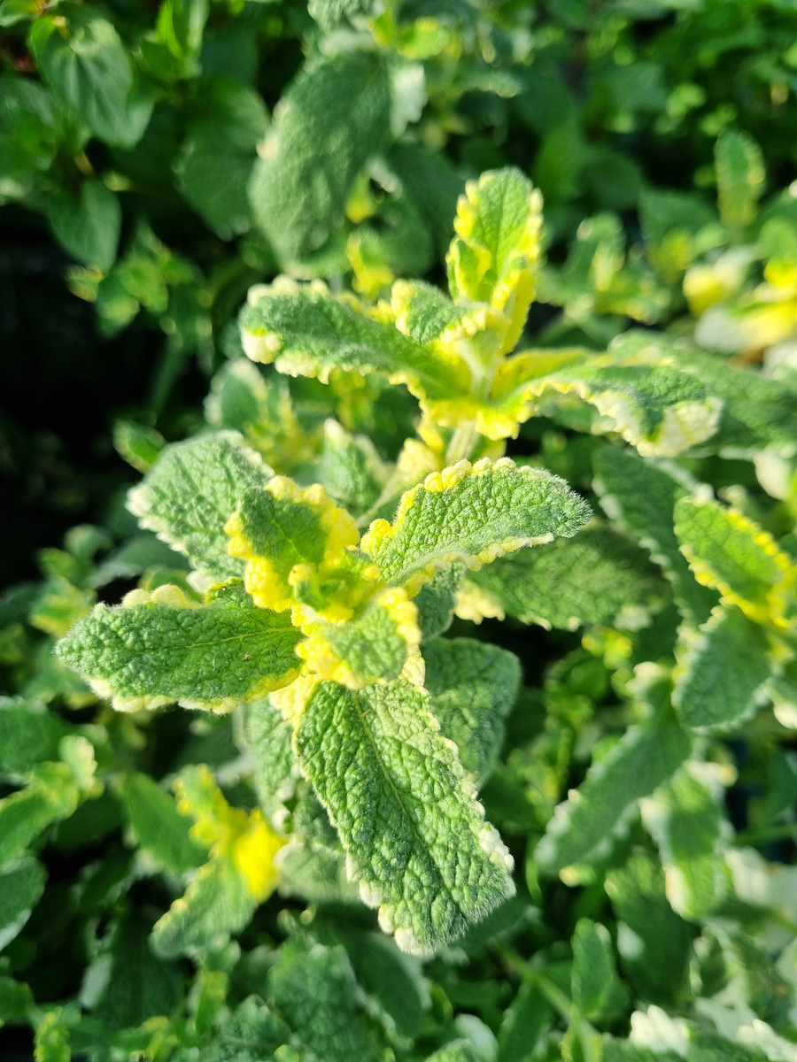 Вариегатная красавица