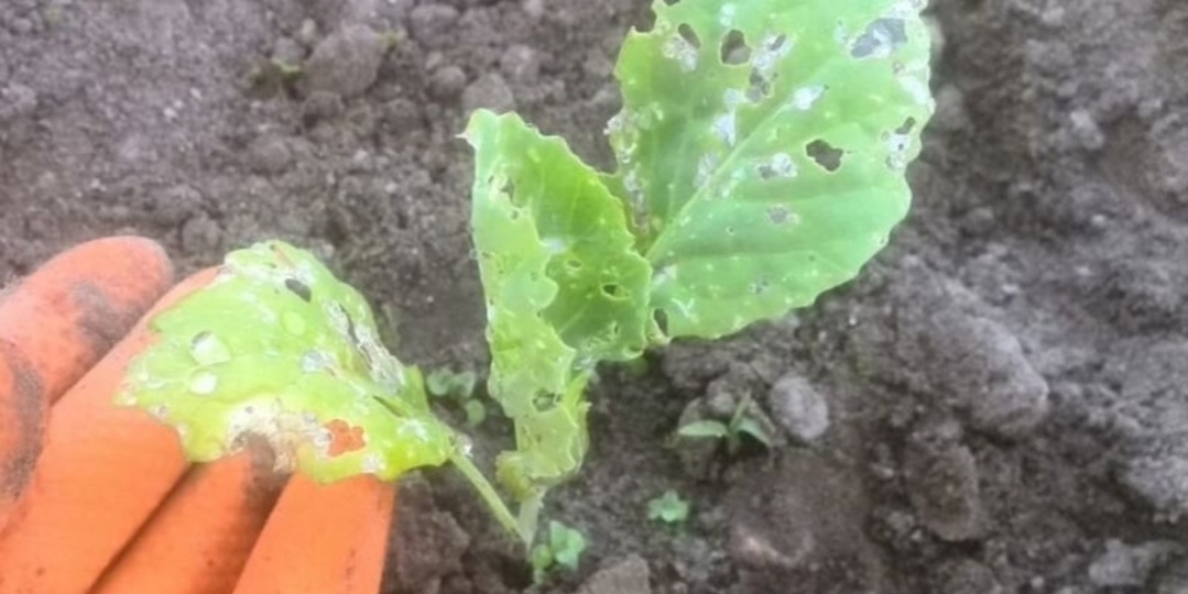 50 мл на 10 л воды для обработки капусты от крестоцветной блошки