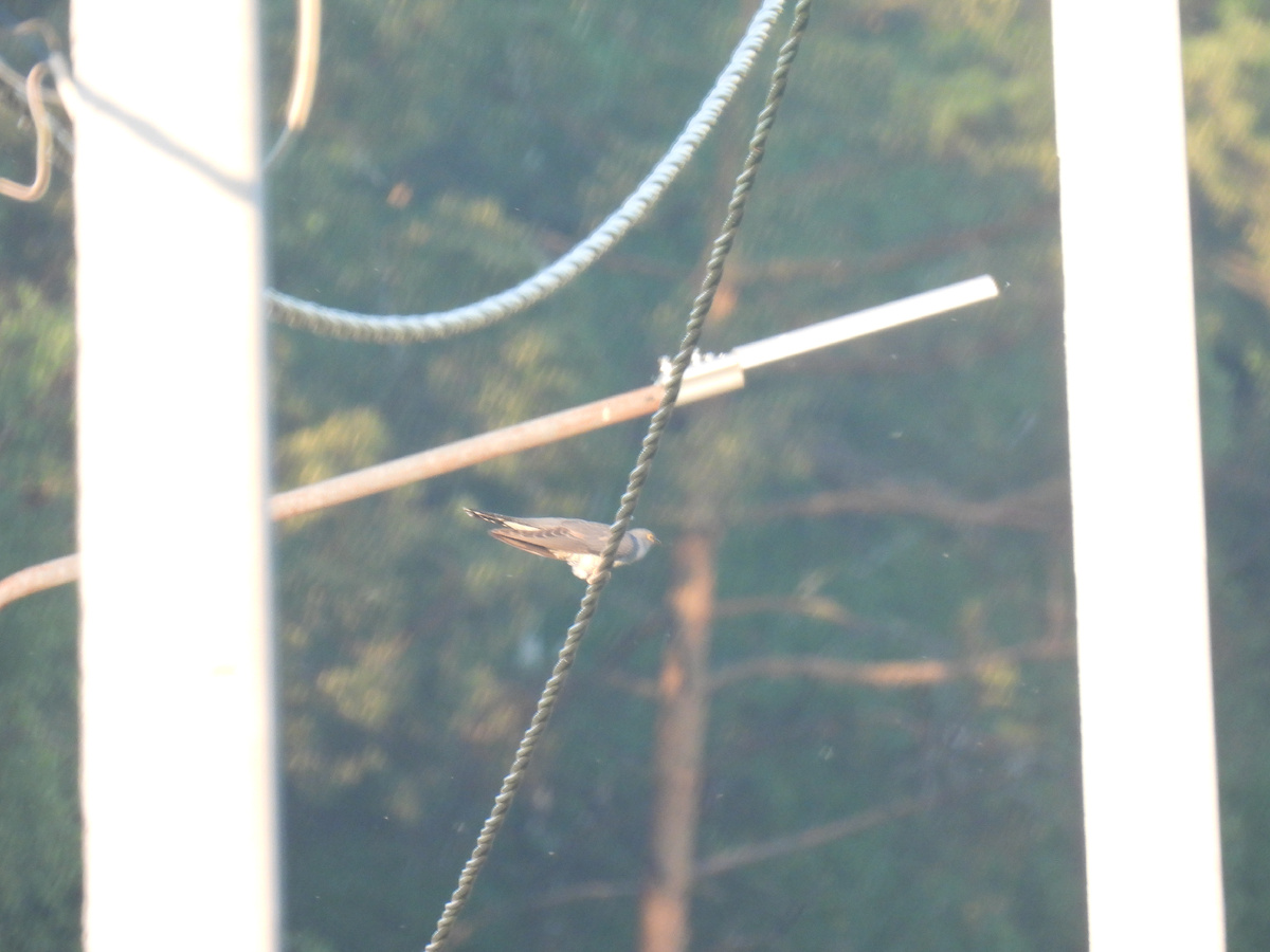 Кукушка, навеившая воспоминания