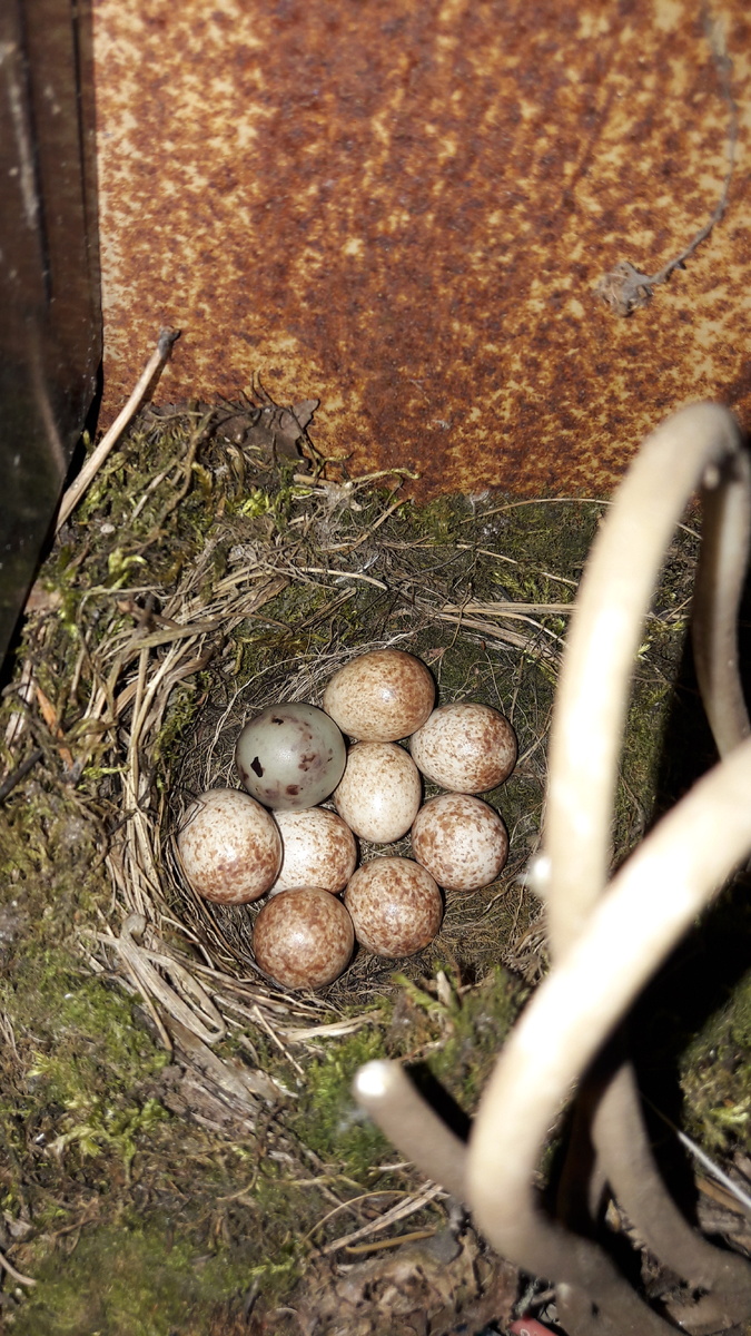 Яйцо кукушки среди яиц обыкновенной зарянки