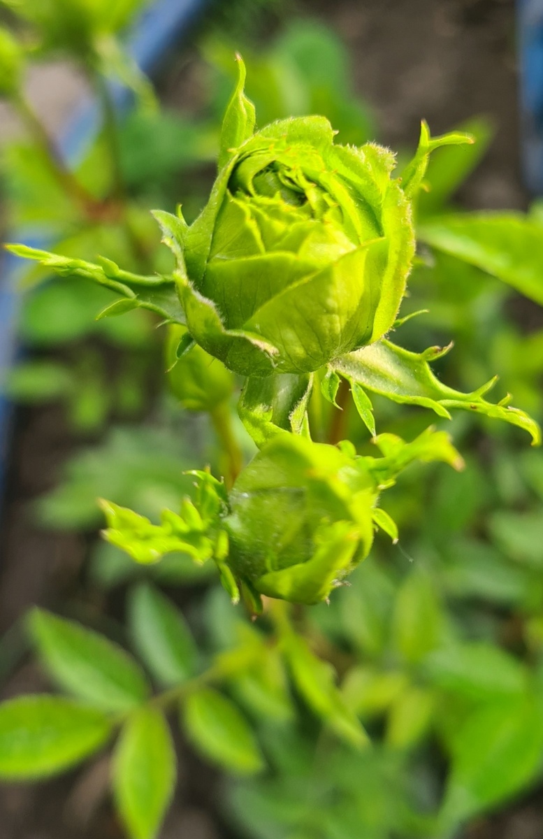 Мидори, ну пока как-то так😁😁