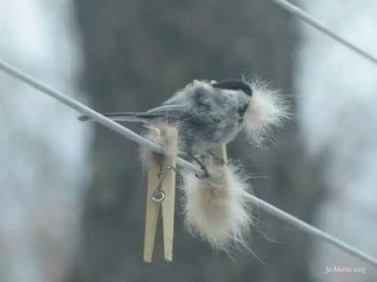 птица берёт в дар собачью шерсть, фото из интернета