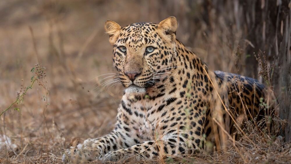    Фото: Sourabh Bharti/Shutterstock/Fotodom