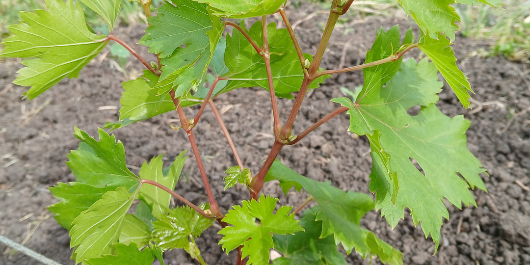 Виноградник в конце мая: обработка, нормировка, подвязка, полив