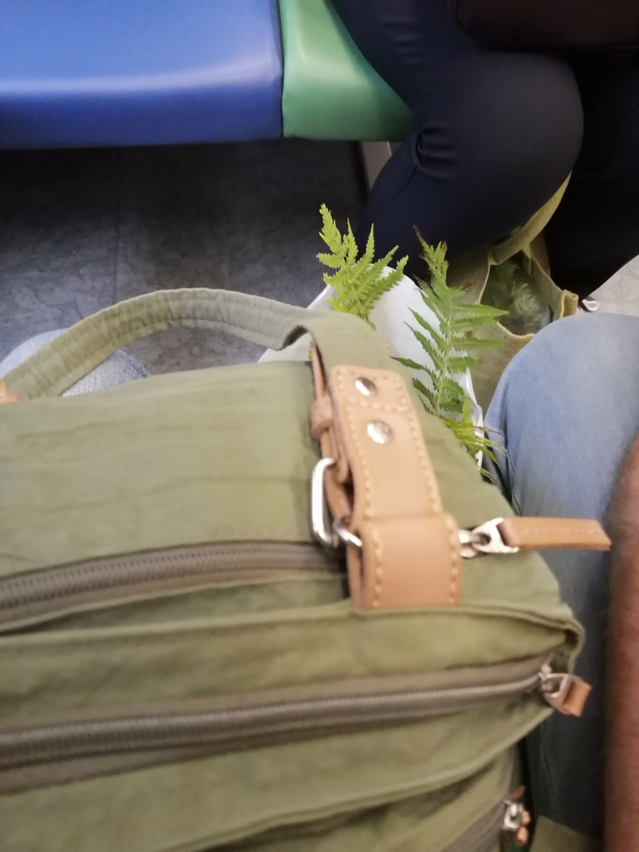 Прошлогоднее, в электричке. Едем с дачи везём кому-то папоротники