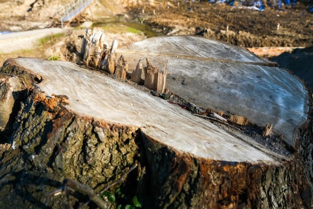   Фото из архива Калининград.Ru