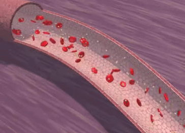 Источник: https://kudosvao.ru | Кровь доставляет к разным участкам организма кислород, питательные вещества (такие как глюкоза, аминокислоты, жирные кислоты), а также гормоны и другие важные вещества. Обратно кровь уносит отходы обмена веществ (углекислый газ и продукты распада) к органам, которые их выводят (например, лёгким и почкам). Таким образом, кровь обеспечивает одновременно и питание, и удаление отходов, поддерживая жизнедеятельность тканей и органов. Вообще, наш кровоток напоминает автомагистраль замкнутого типа, на которой постоянное движение. Так, кровь по венам движется в среднем со скоростью 15 см/с, а в аорте быстрее – 50 см/с
