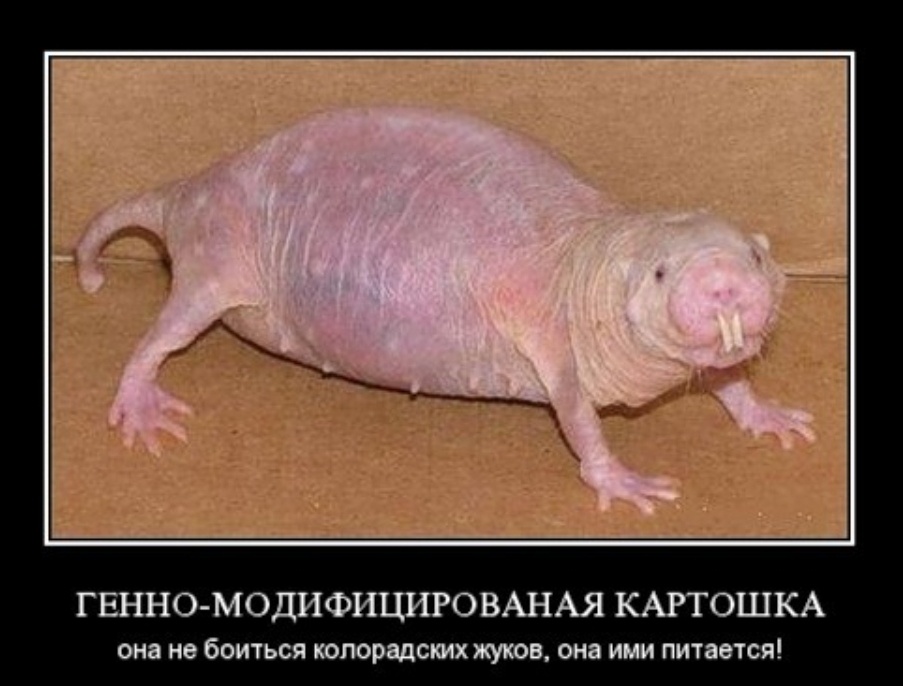 Вот эта картоха - королева. 