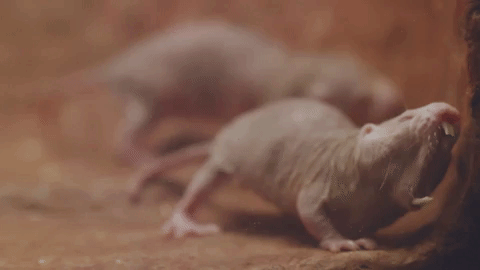 Тест - попробуй не зевни. 