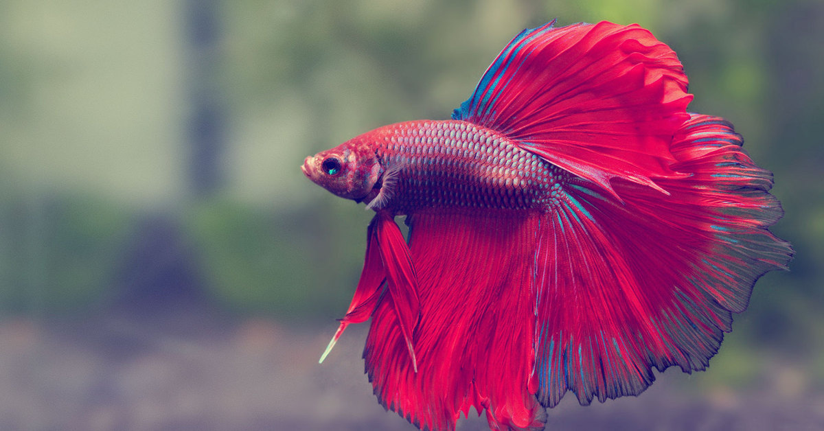 Петушок сиамский самец 