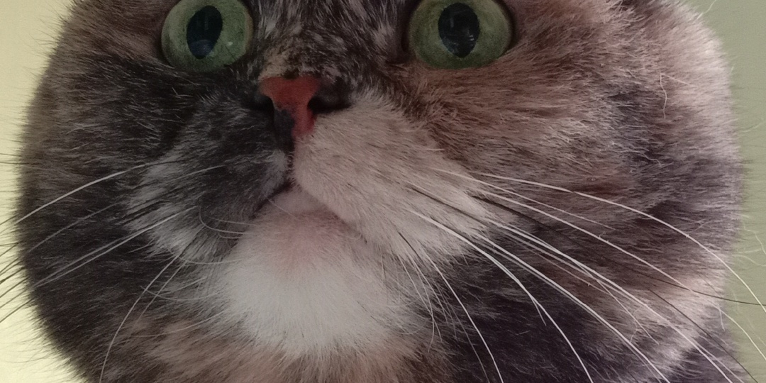 Правда ли что кошка забирает болезни человека