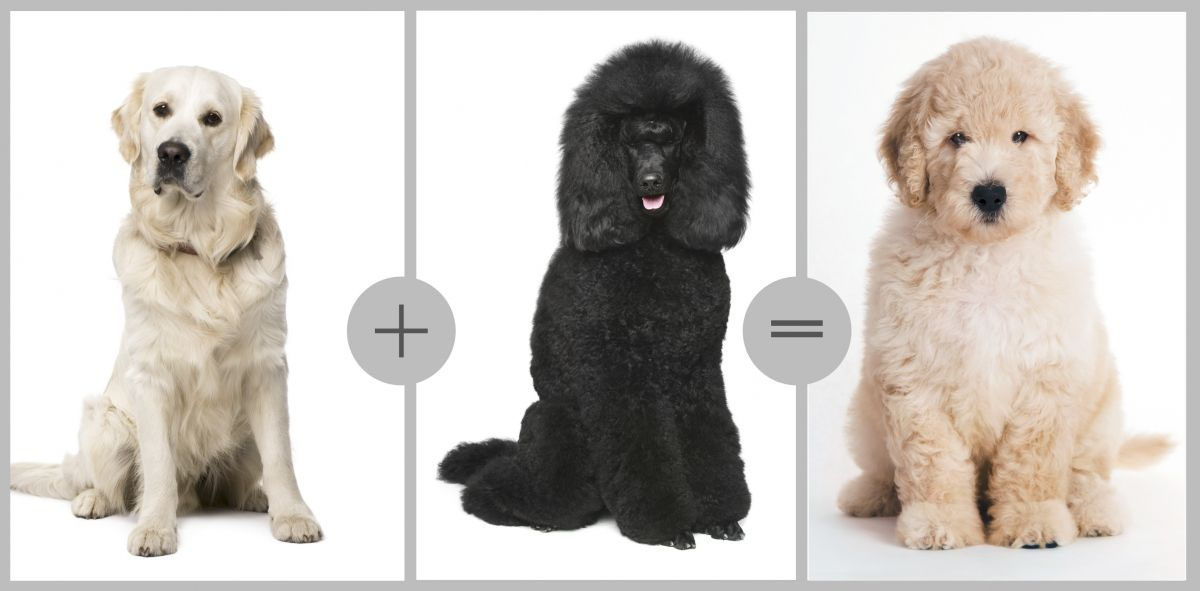 Лабрадор + пудель = лабрадудль. 