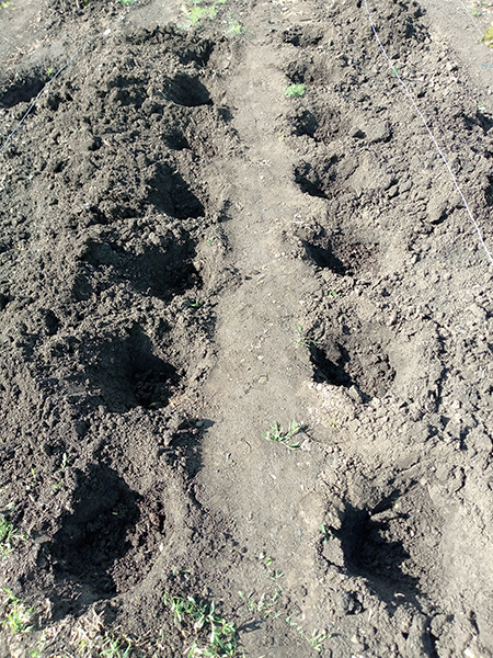 Ямки для доращивания саженцев.