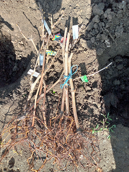 Однолетние саженцы винограда.