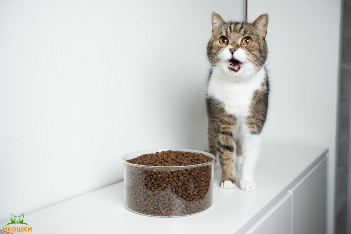 Кошка с сухим кормом 