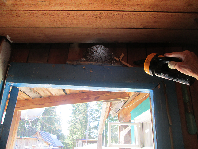 Гнездо два года тому назад