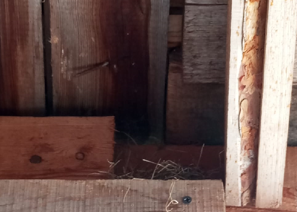 На это уютное местечко ласточки и не взглянули