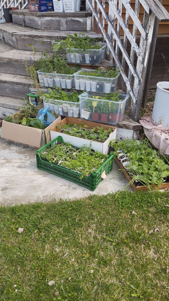 Часть рассады, объемы уже не так внушительны