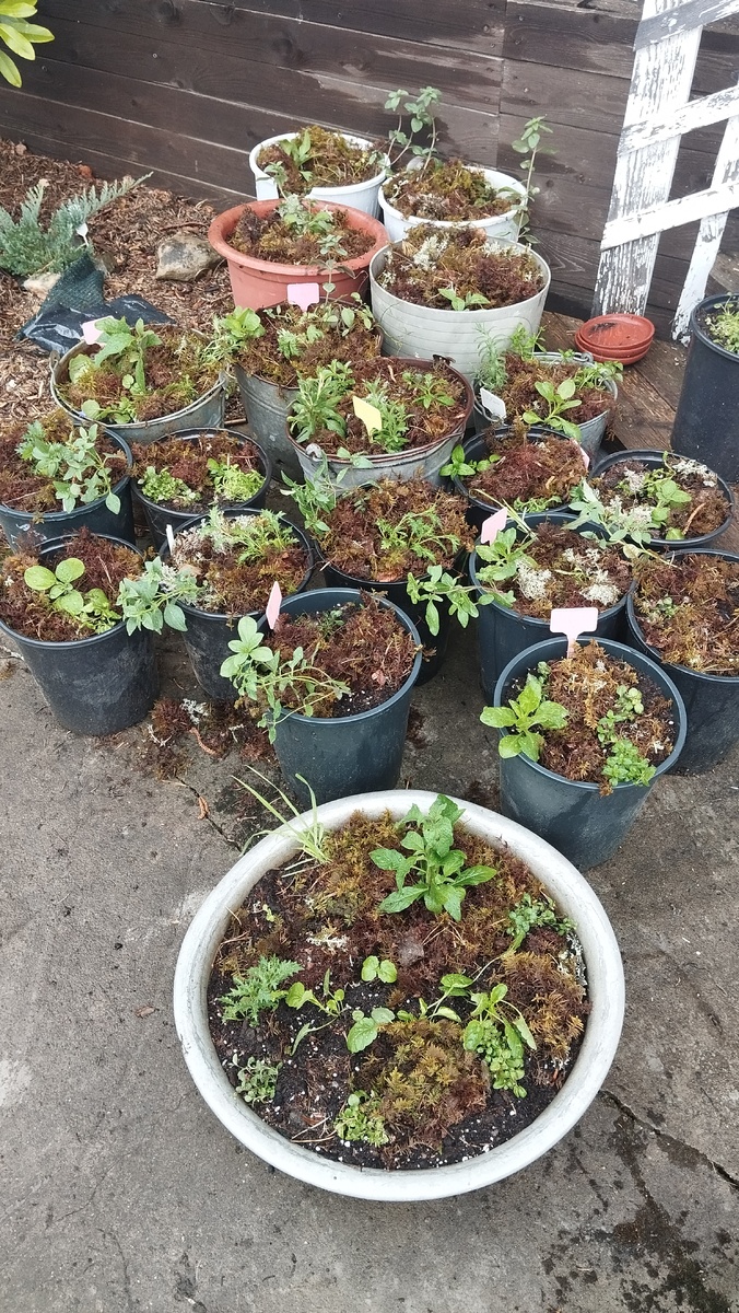 Разномастные кашпо