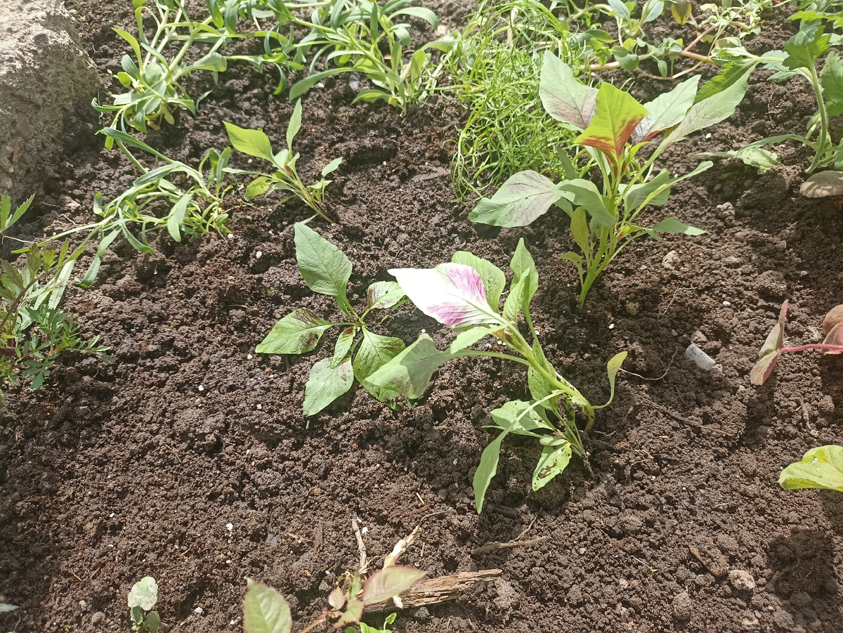 Рассаду амаранта триколор Половецкие пляски высадила в цветник. Фото автора