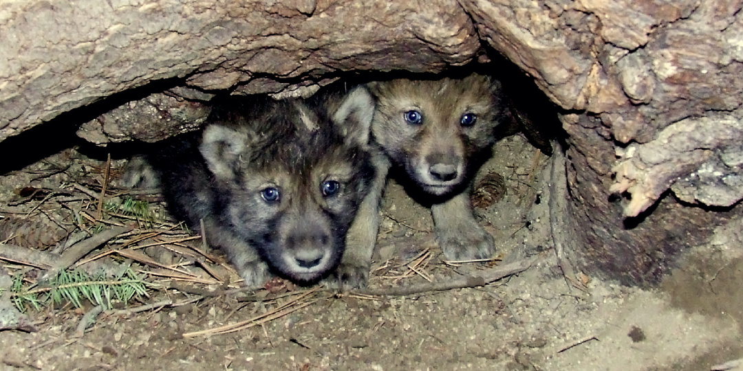 9 интересных фактов о волчьем логове, которые могут удивить