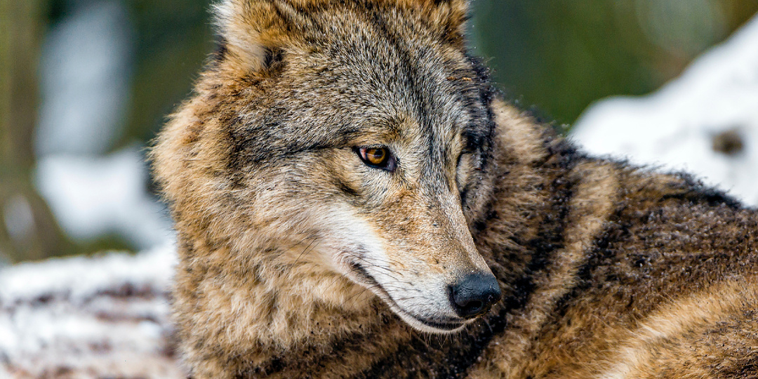 9 интересных фактов о волчьем логове, которые могут удивить