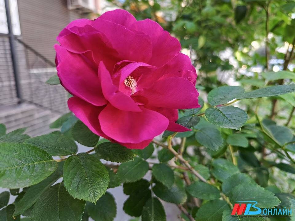    Фото: МТВ.ОНЛАЙН / Елизавета Денисова