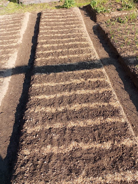 Горох - это впереди, а пока так.