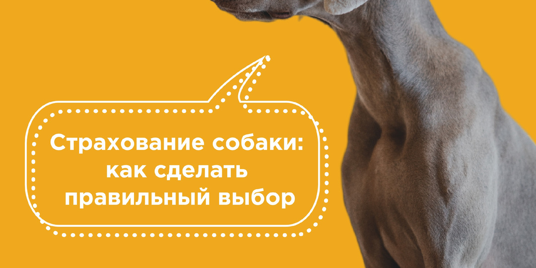 Страхование собаки – как сделать правильный выбор