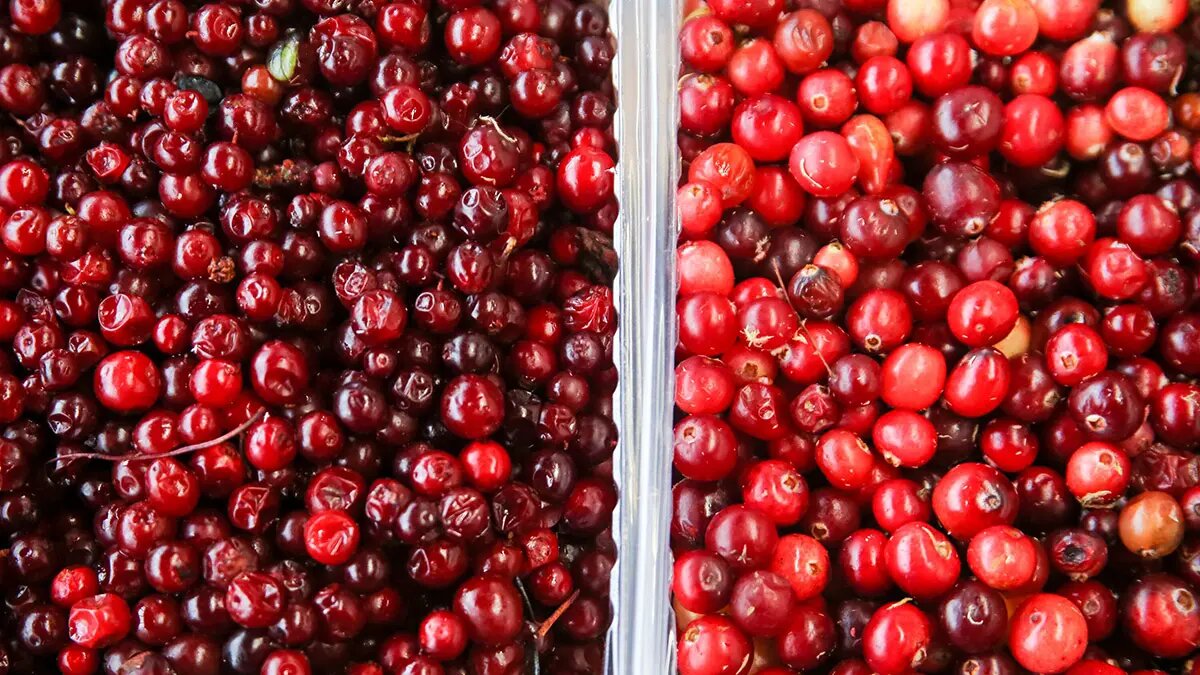    Фото: vm.ru Олеся Шмелева