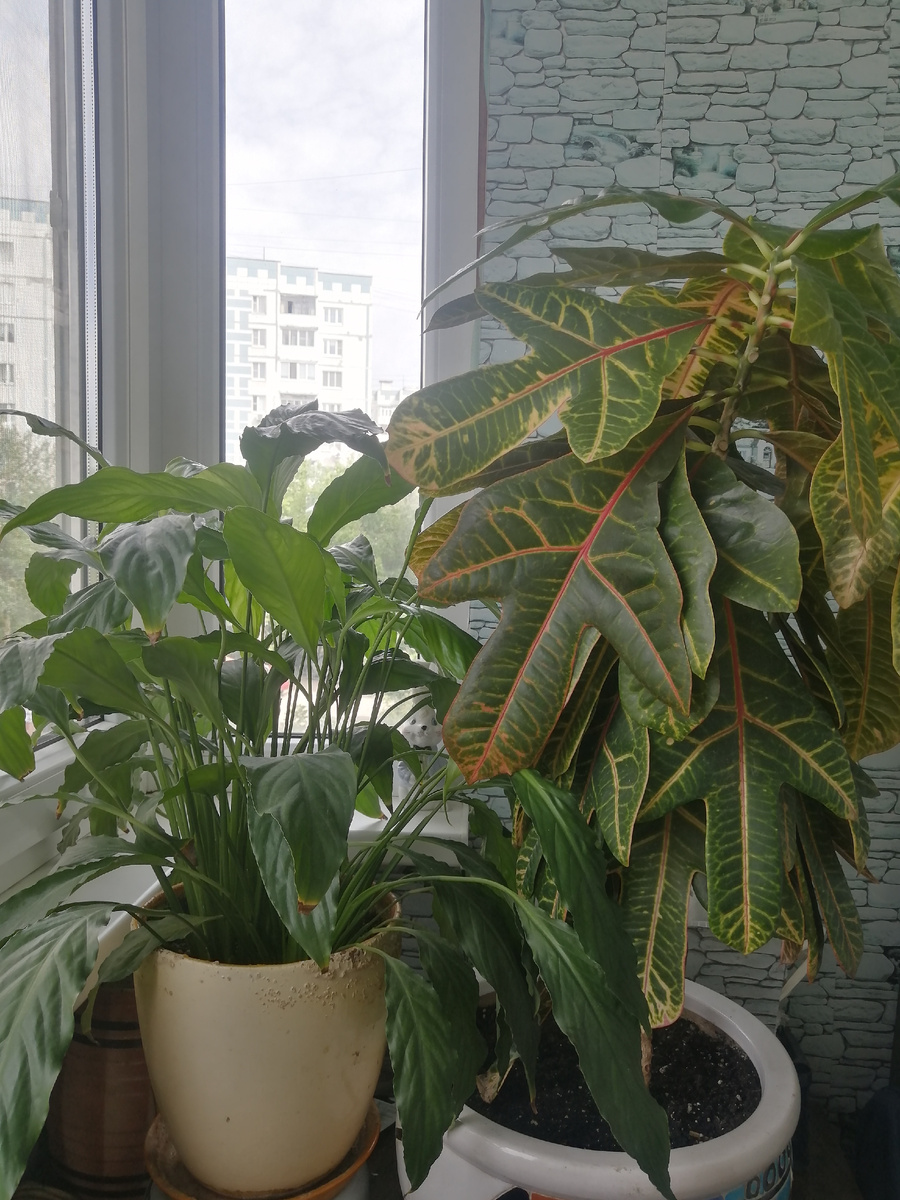 Цветы на лоджии. 