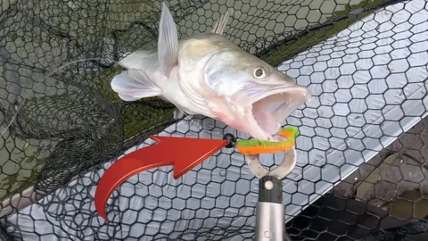 Фото с сайта: https://avatars.mds.yandex.net