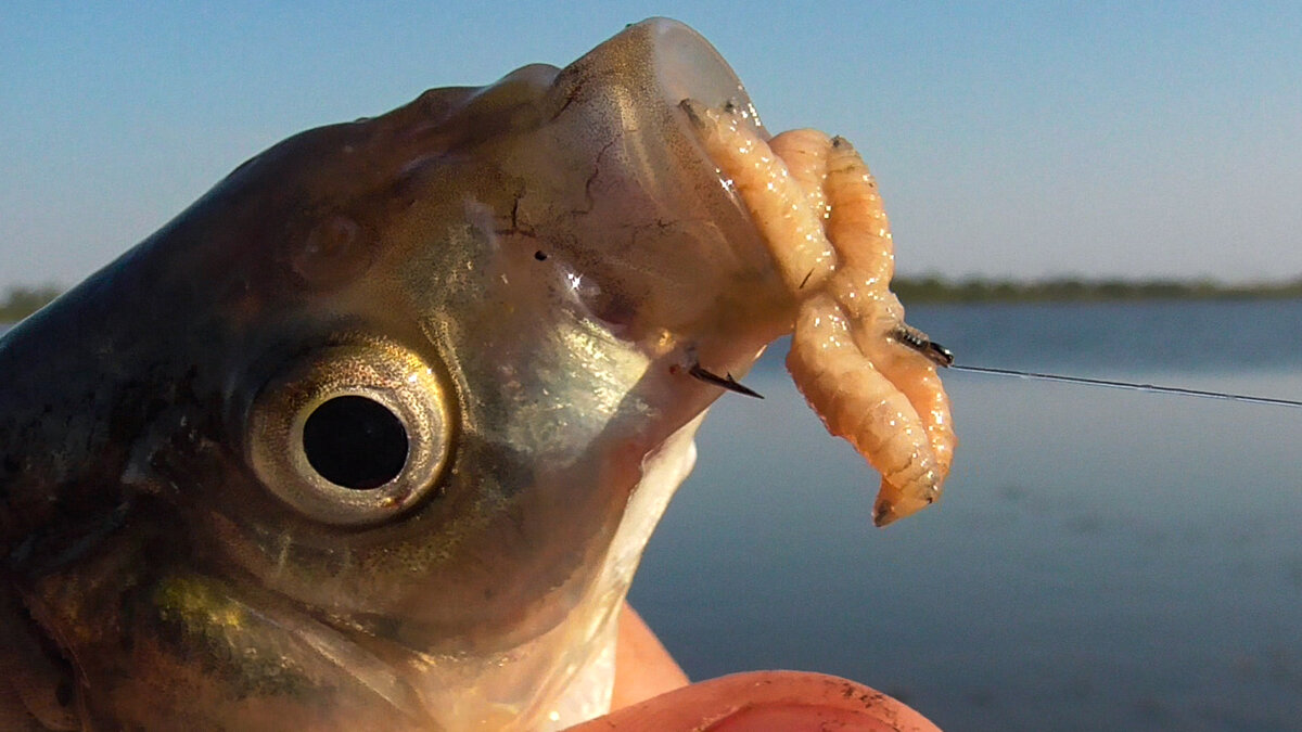 Фото с сайта: https://avatars.dzeninfra.ru