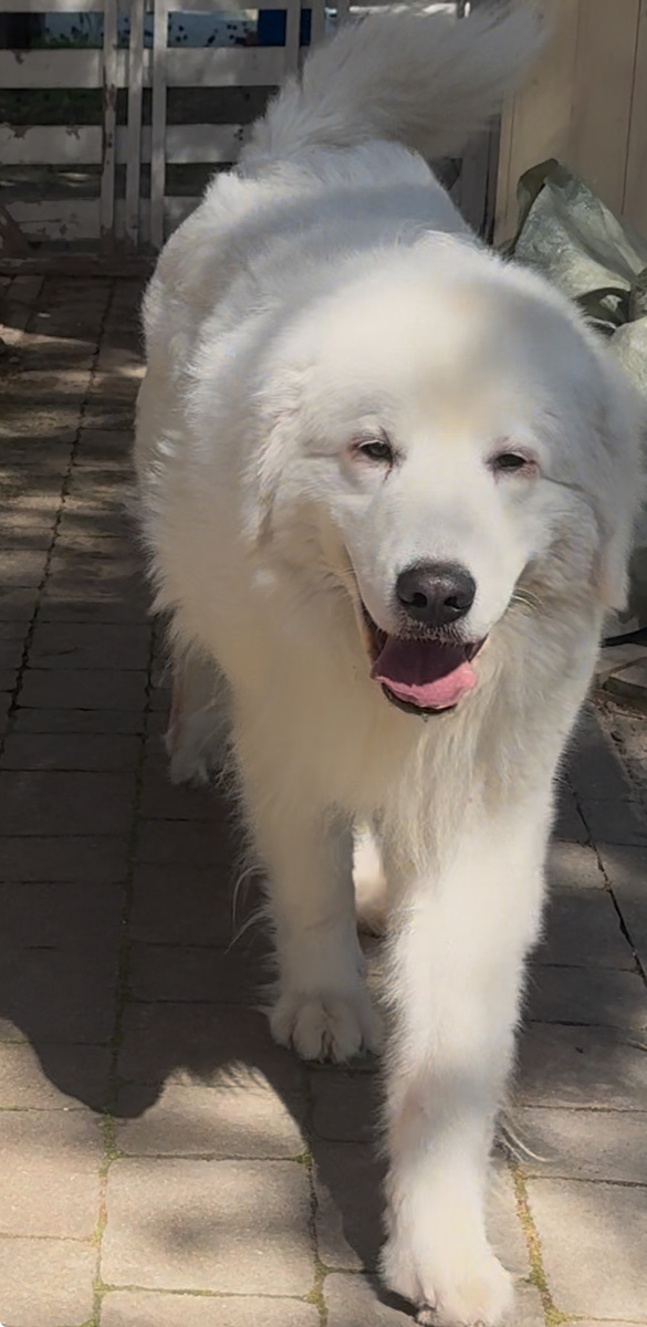 На фото СВЕТ ПОСАДА АСТРИД