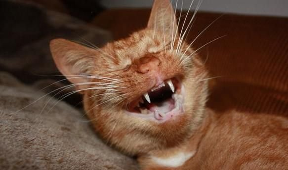 Как отличить кота от кошки