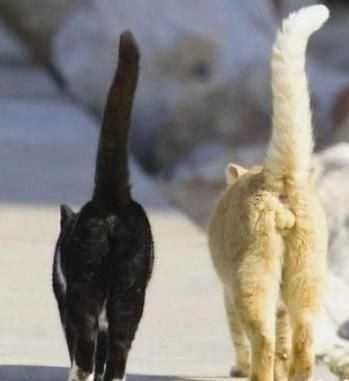 Как отличить кота от кошки