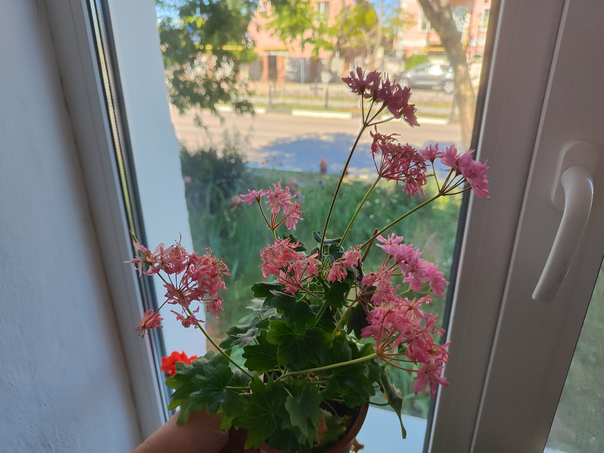 Интенсивно цвел. Почти все сухоцветы) 