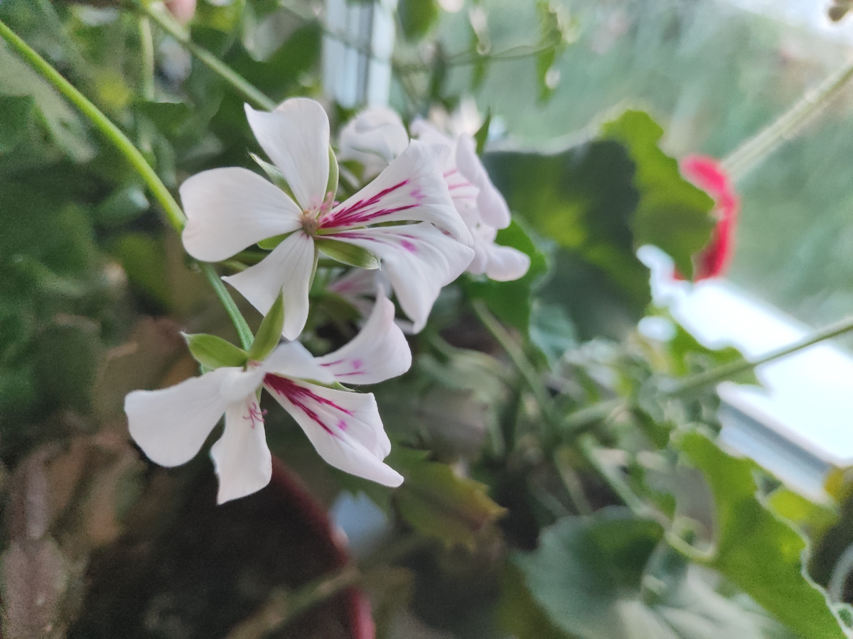 Балкон полярис 