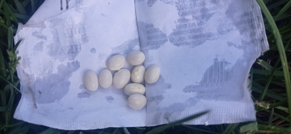 Семена фасоли сорта "Турчанка"