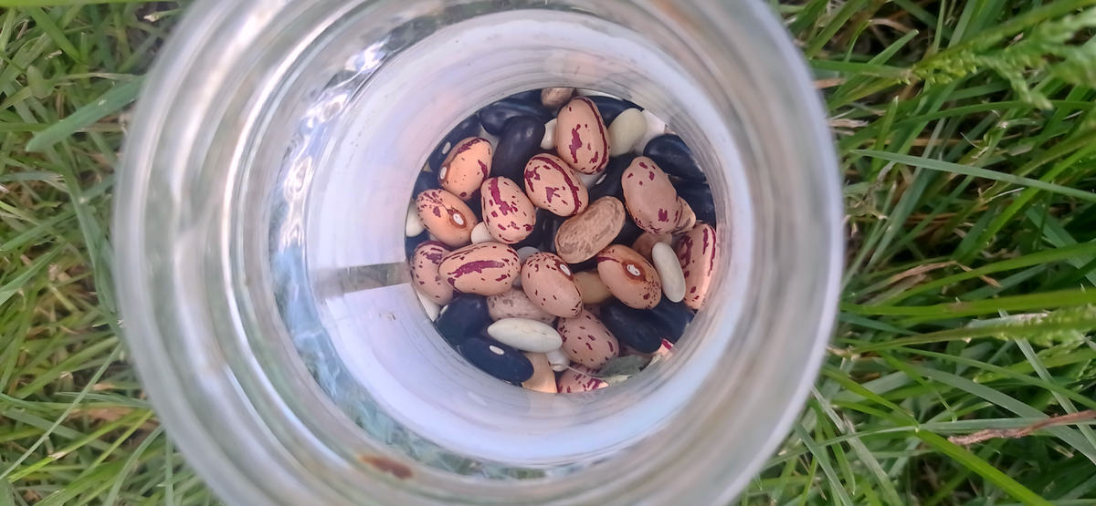 Эти семена собрали с фасоли в прошлом году