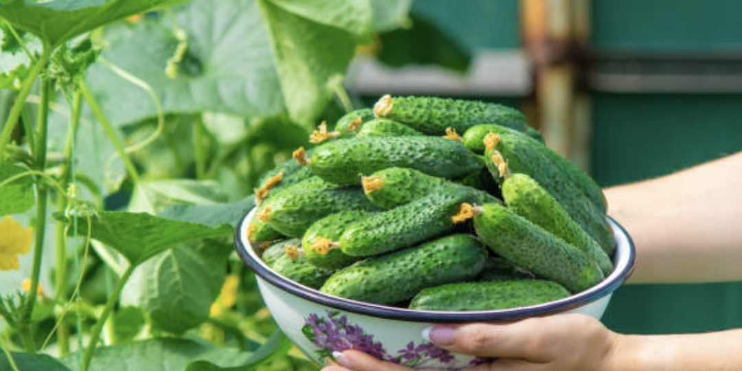 Как и когда сажать огурцы. Школа начинающего садовода-огородника.