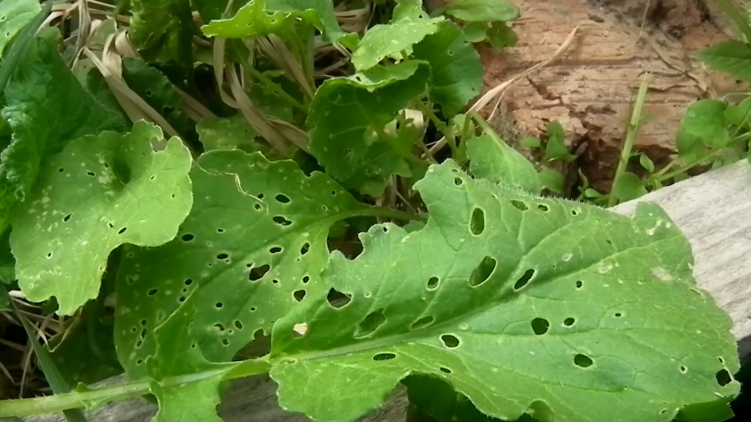 Так выглядит капуста после "работы" крестоцветной блошки