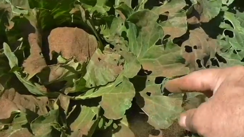 Правильная обработка проводится по росе в 5-6 утра