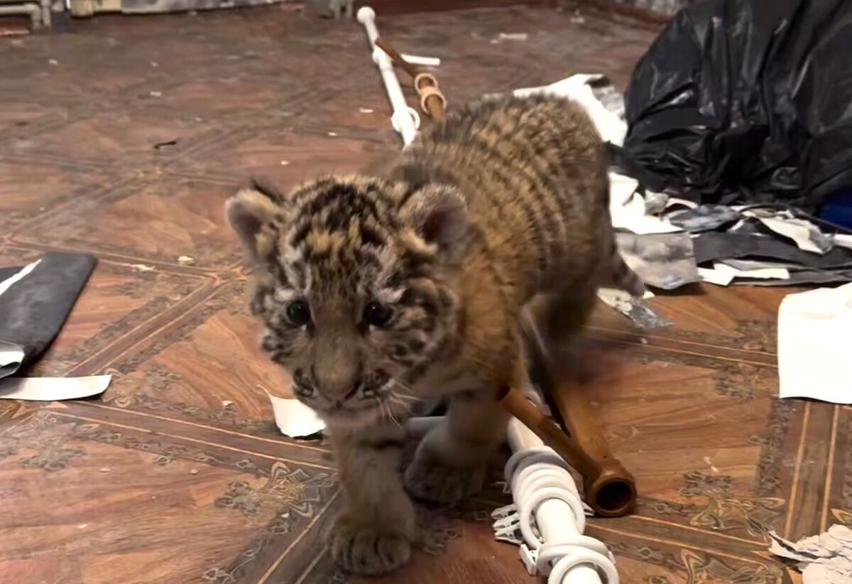     / Источник: © МВД России