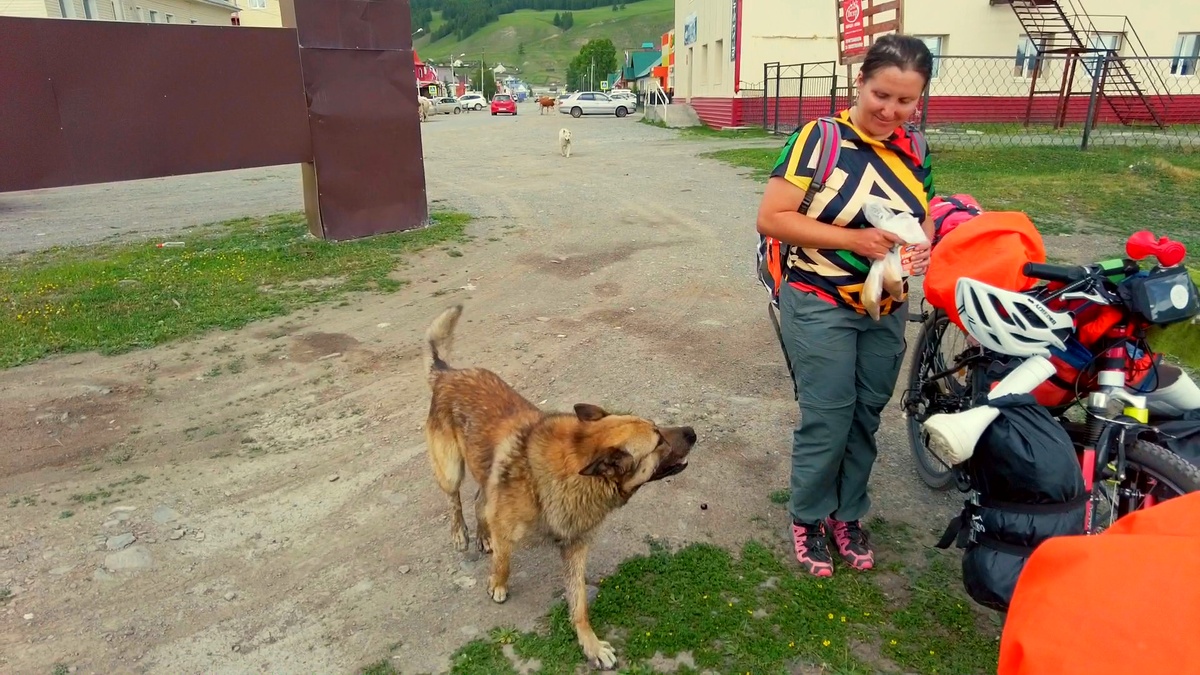 Собаки на Алтае, село Улаган, июнь 2023