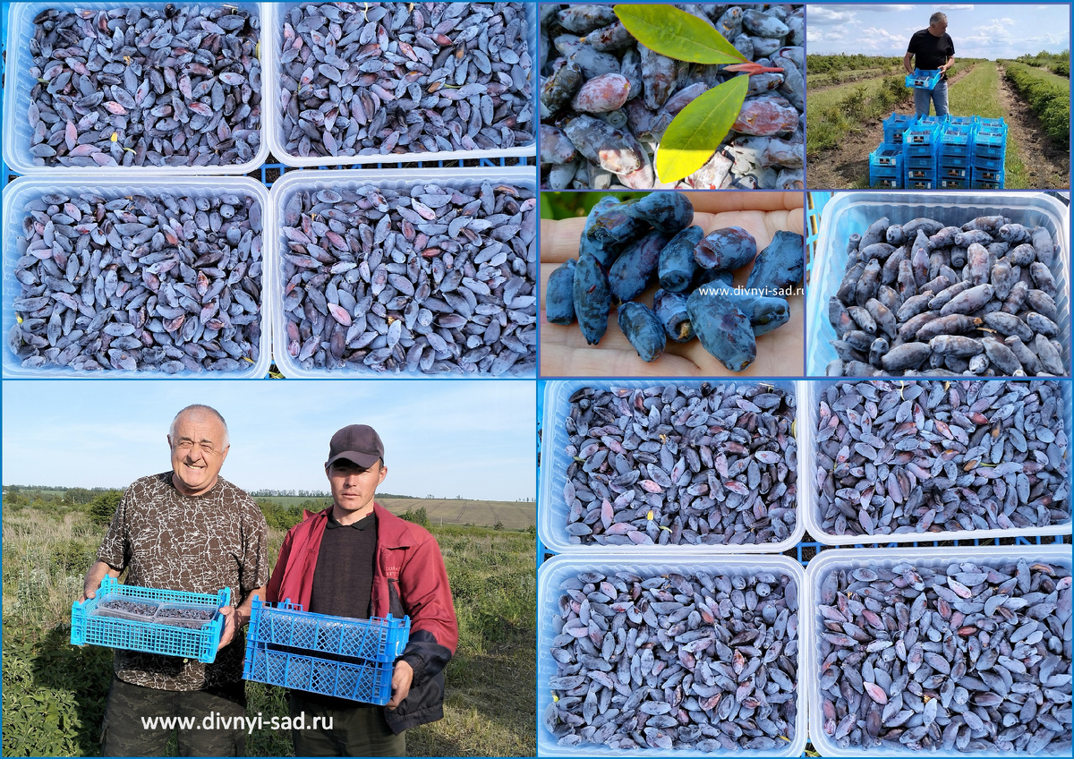 Плантация жимолости хозяйство Дивный Сад Воронеж 2025