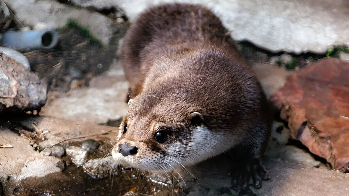     Источник: Зоосад «Приамурский имени» В. П. Сысоева