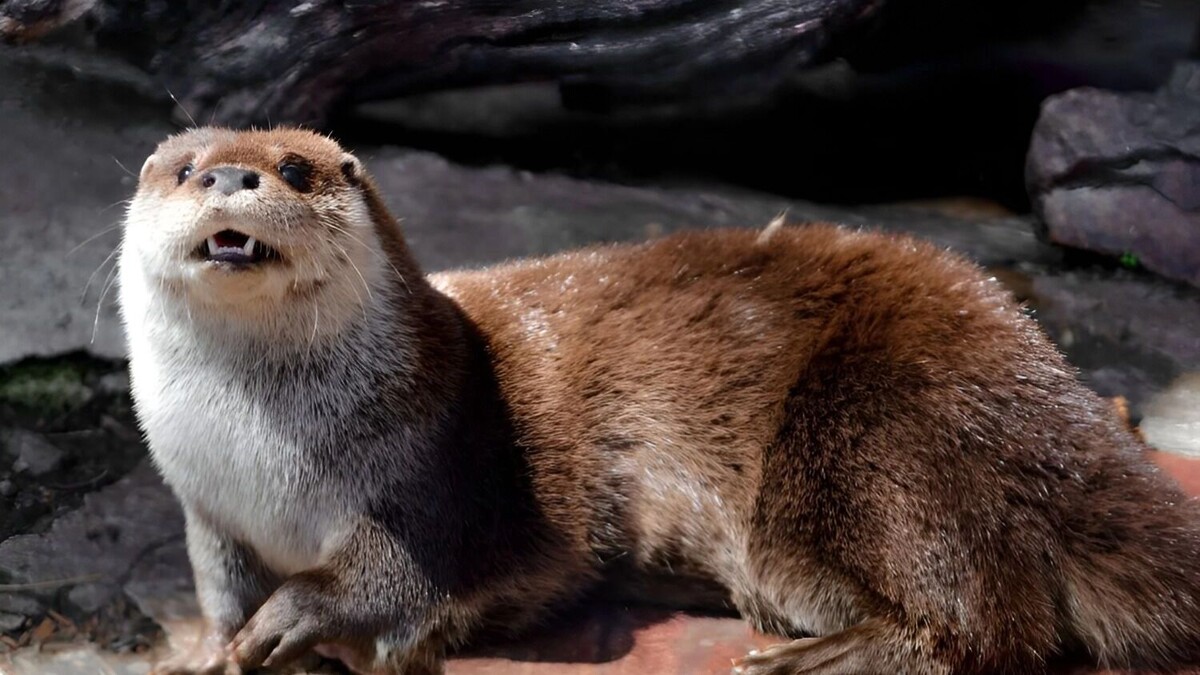     Источник: Зоосад «Приамурский имени» В. П. Сысоева